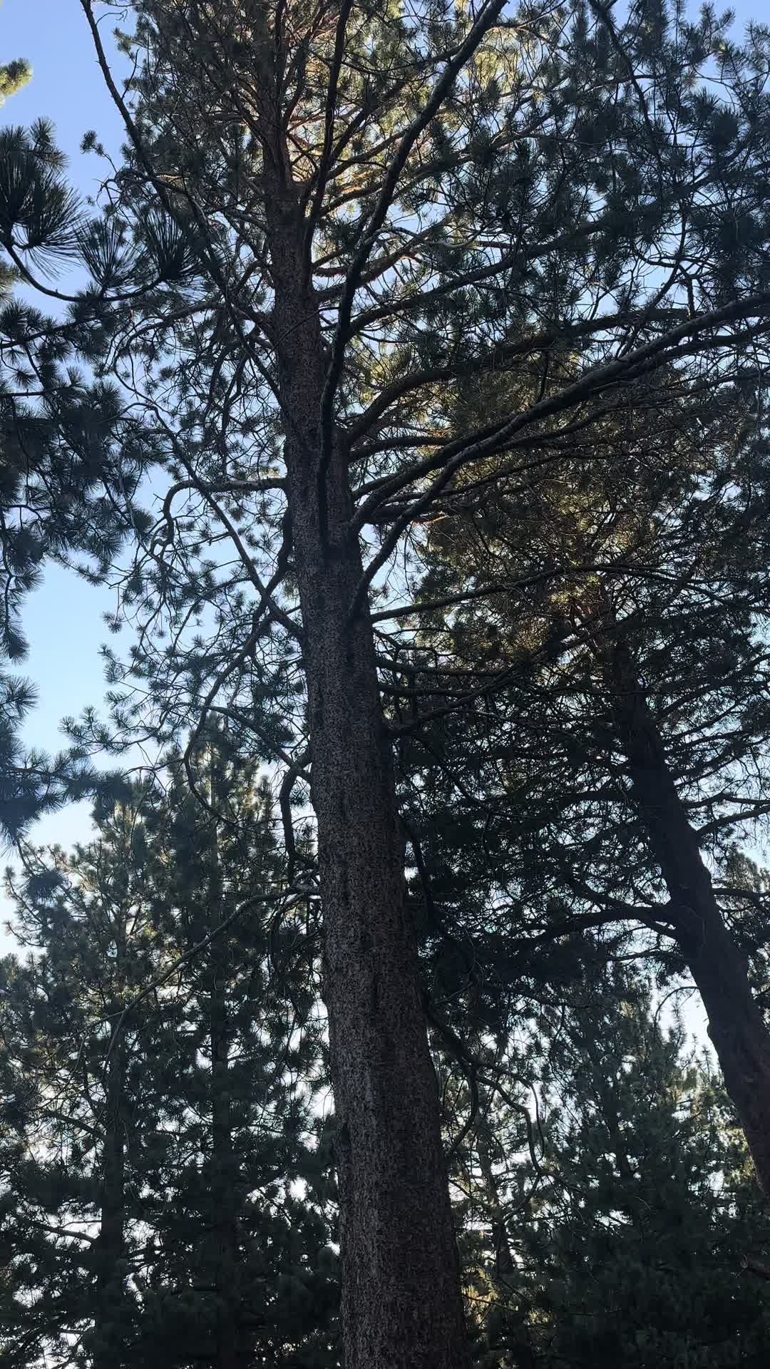 @p