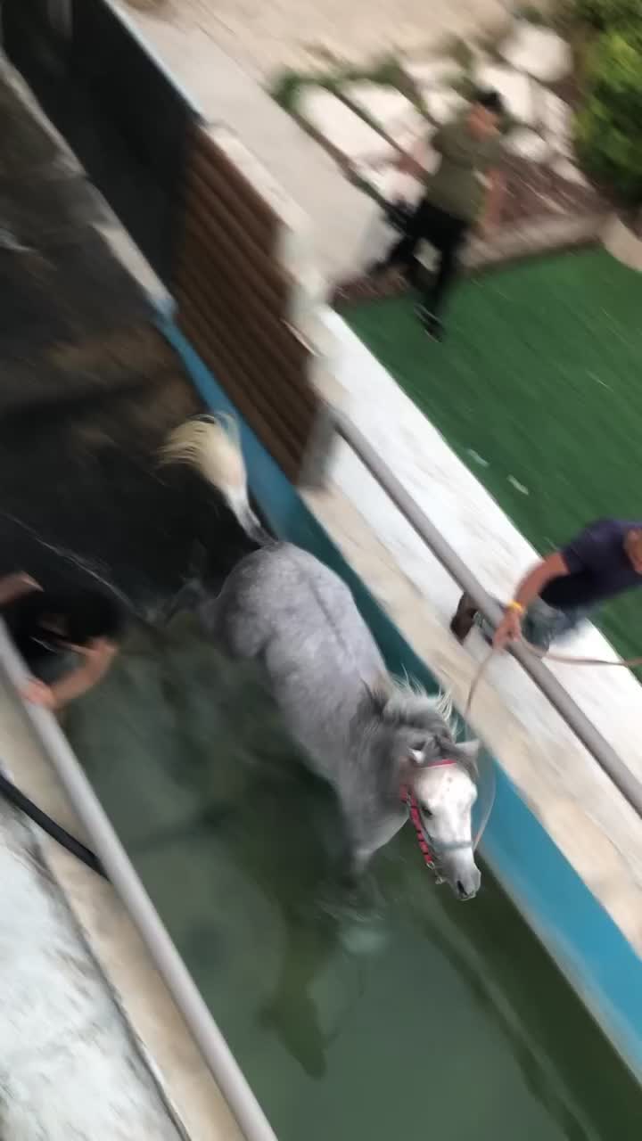 @חוסיין כעביה🐎