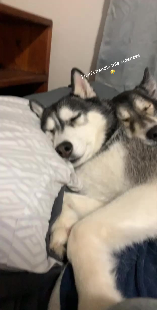 @coloradohuskies