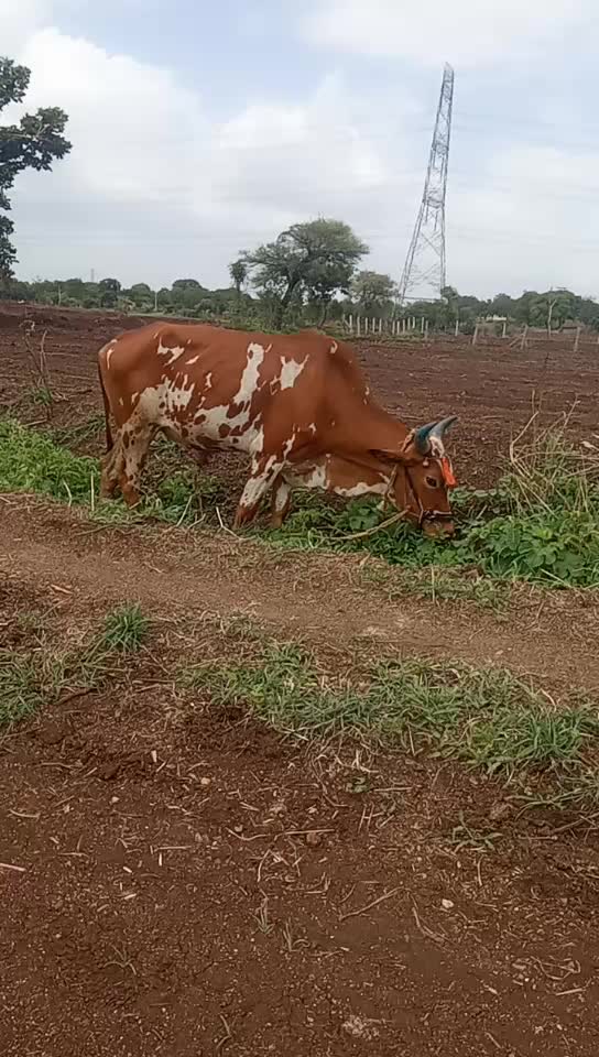 @a. shivakumaranna