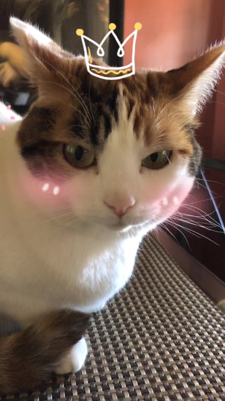 @cuddlyanimals1022