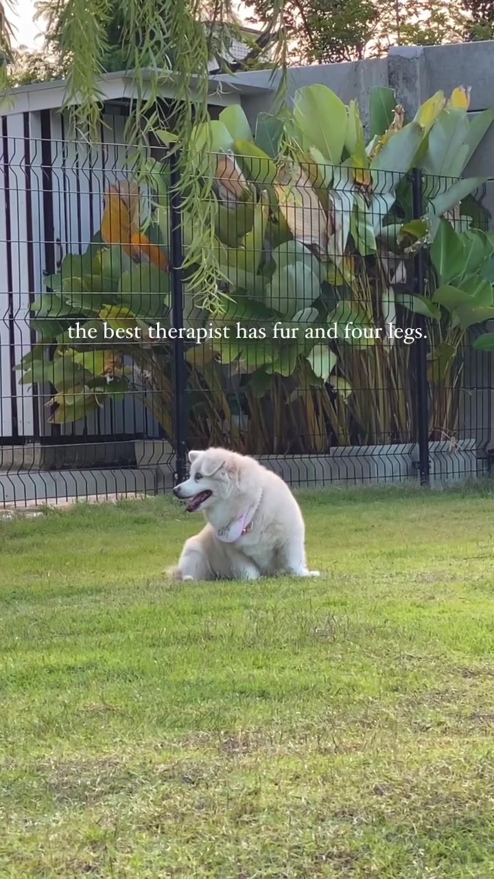 @Fluffy Creamy Dog