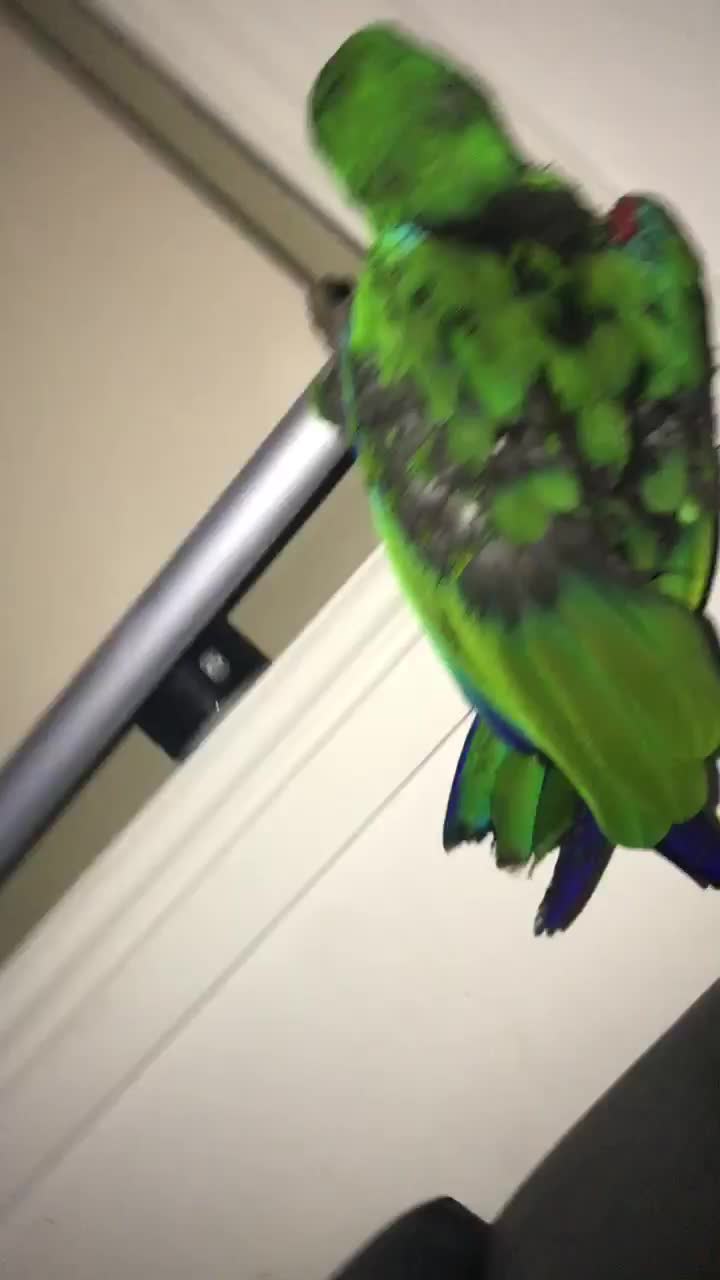 @Funnyparrotboys