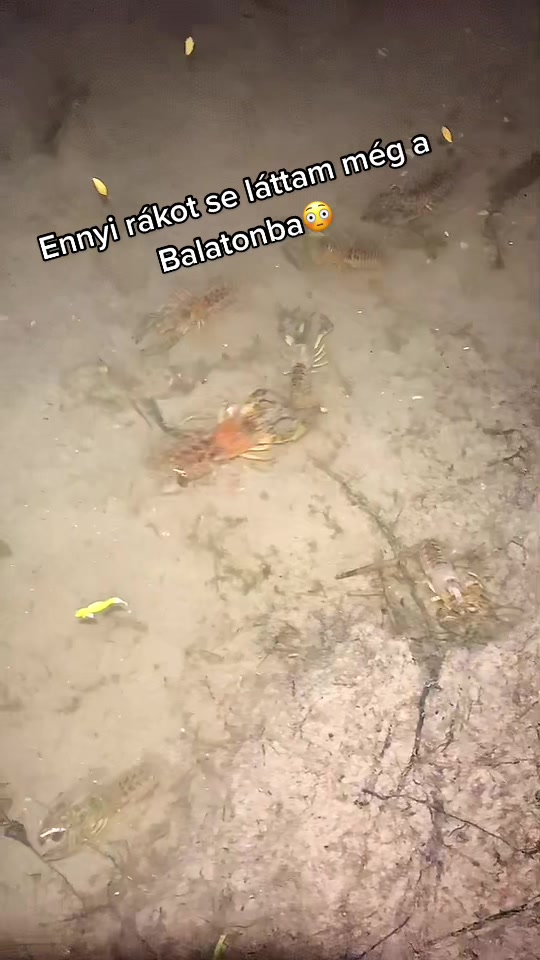 @Valter🐟
