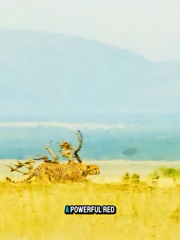@🐈🕊Wild Life 🦜🦢