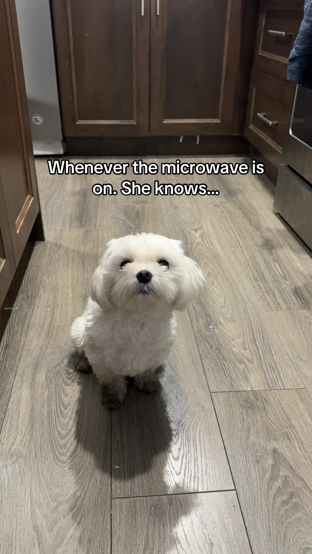 @theluckymaltese