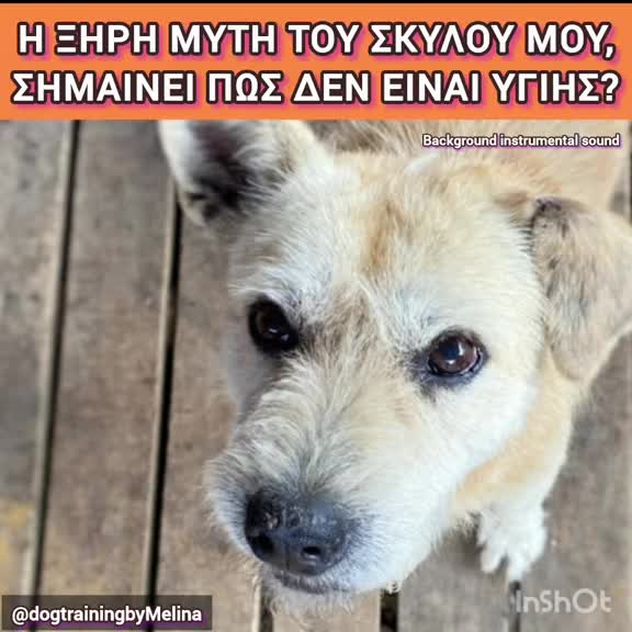 @dogtrainingbymelina