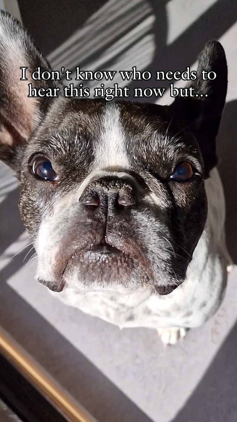 @French Bulldog Jacky 🐶🐾