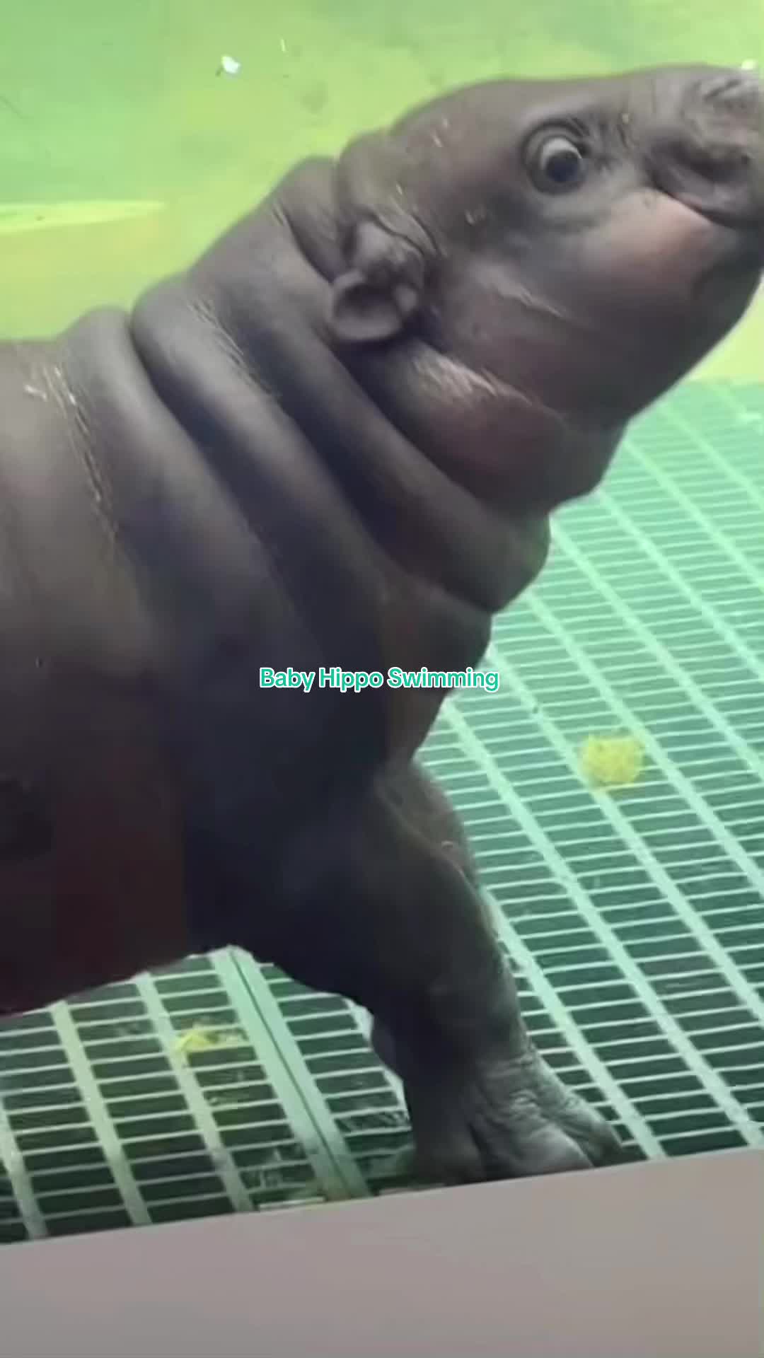 @babyhippoco
