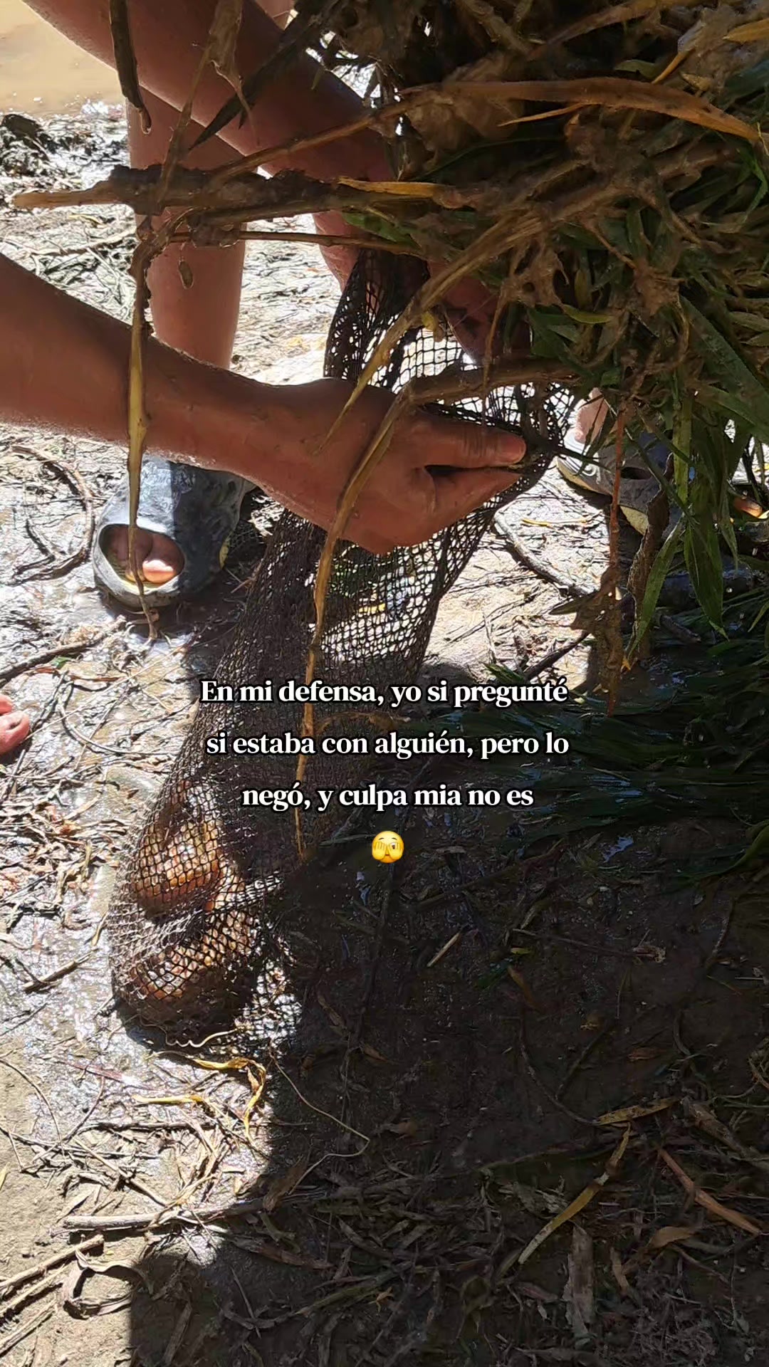 @Calichin🦭