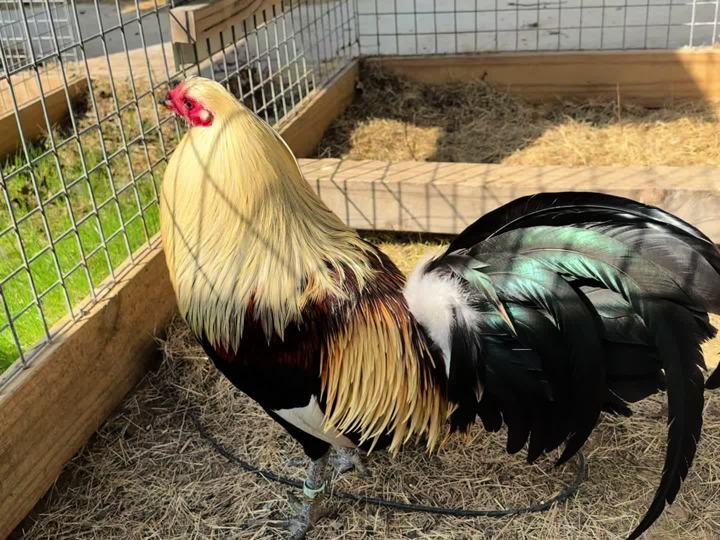 @Quốc Bảo ( baosting)