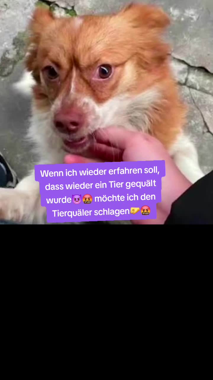 @🐈Kitty🐕