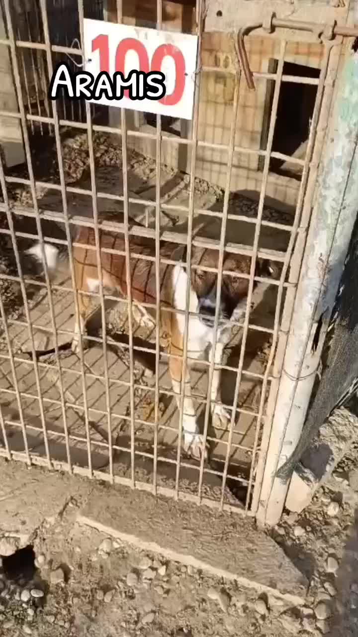 @Projekt Tierschutz e.V.