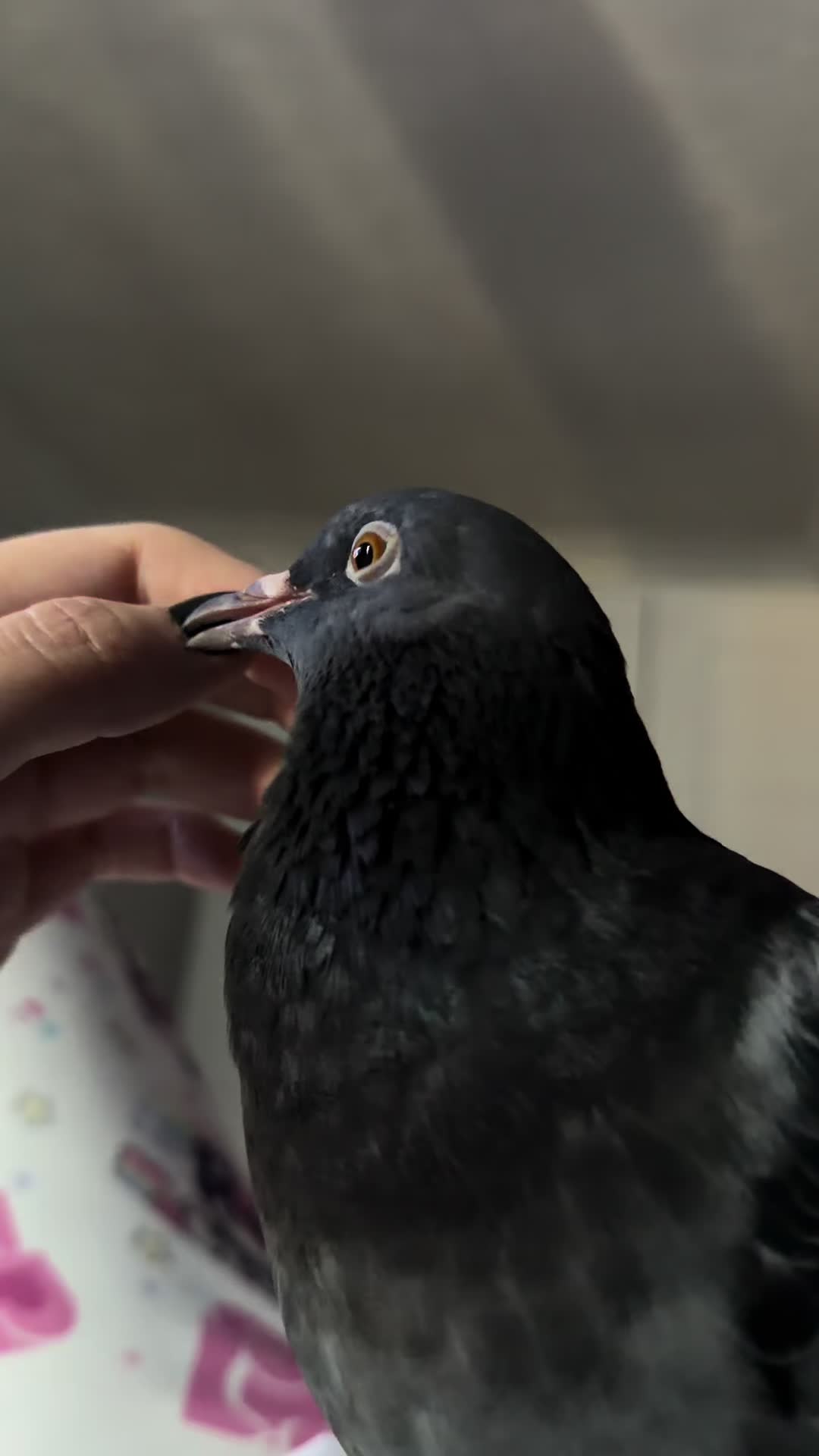 @Nekobutts 🐦