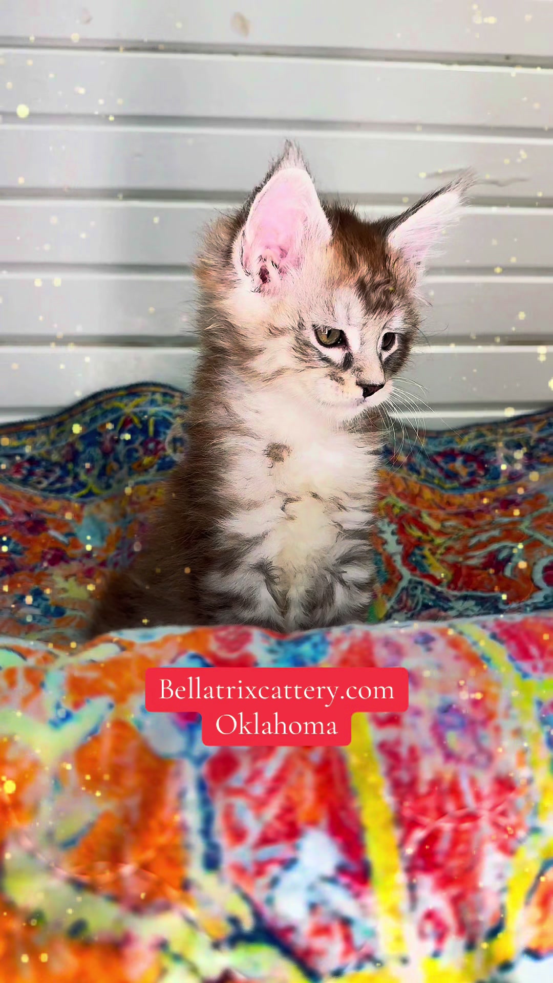 @Bellatrix Maine Coon Cattery