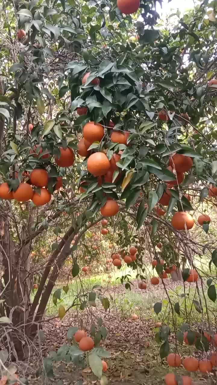 @Brand Orange 🍊
