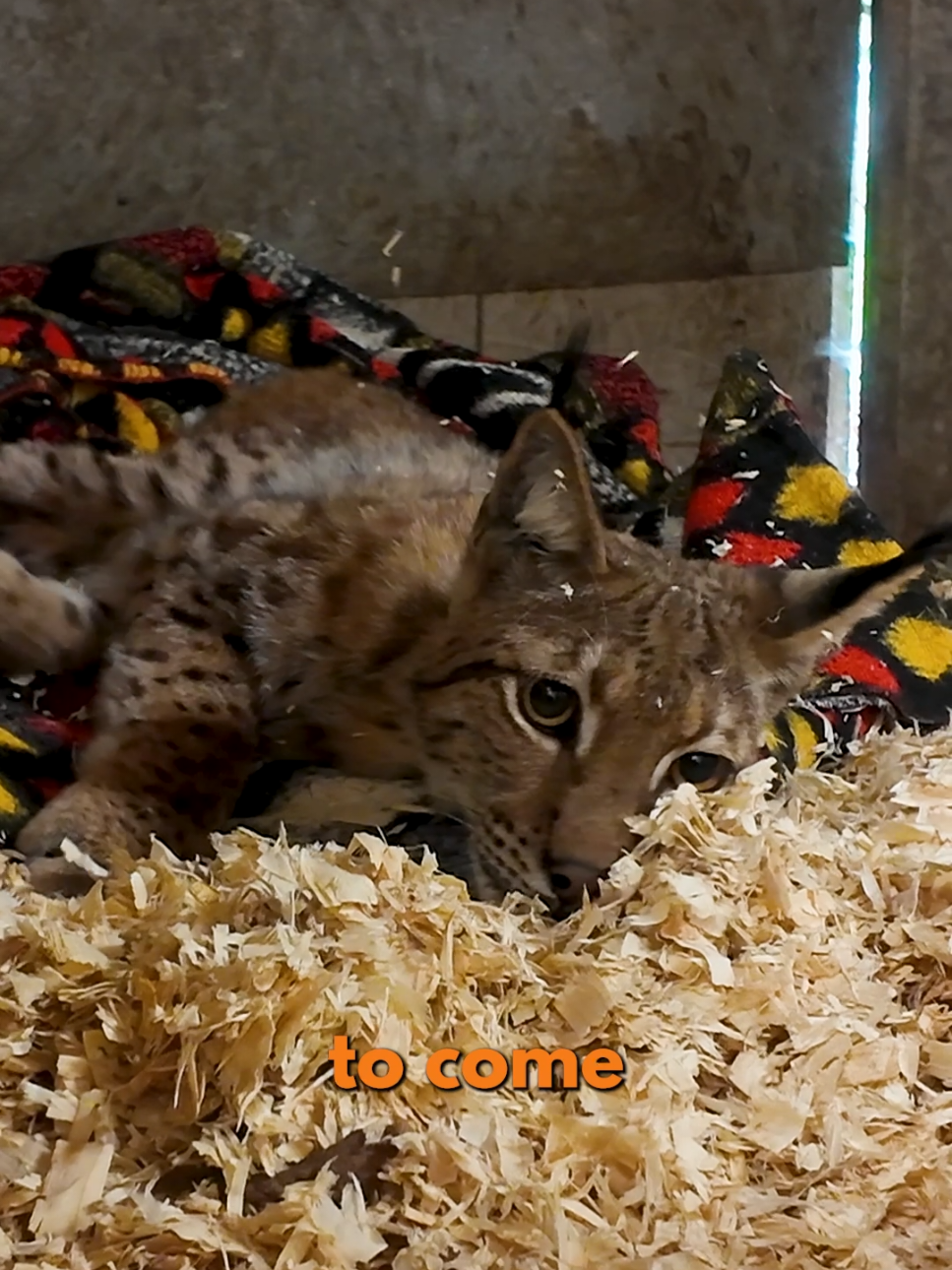 @Dartmoor Zoological Society