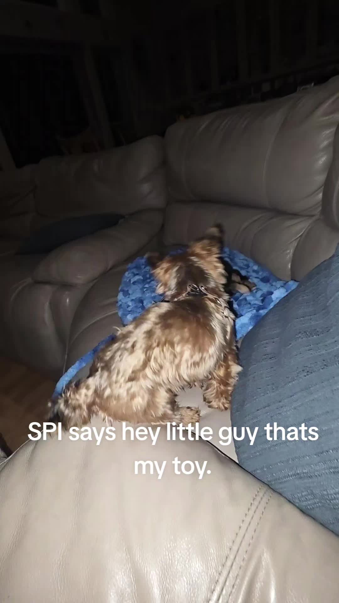 @spi.liciOSO