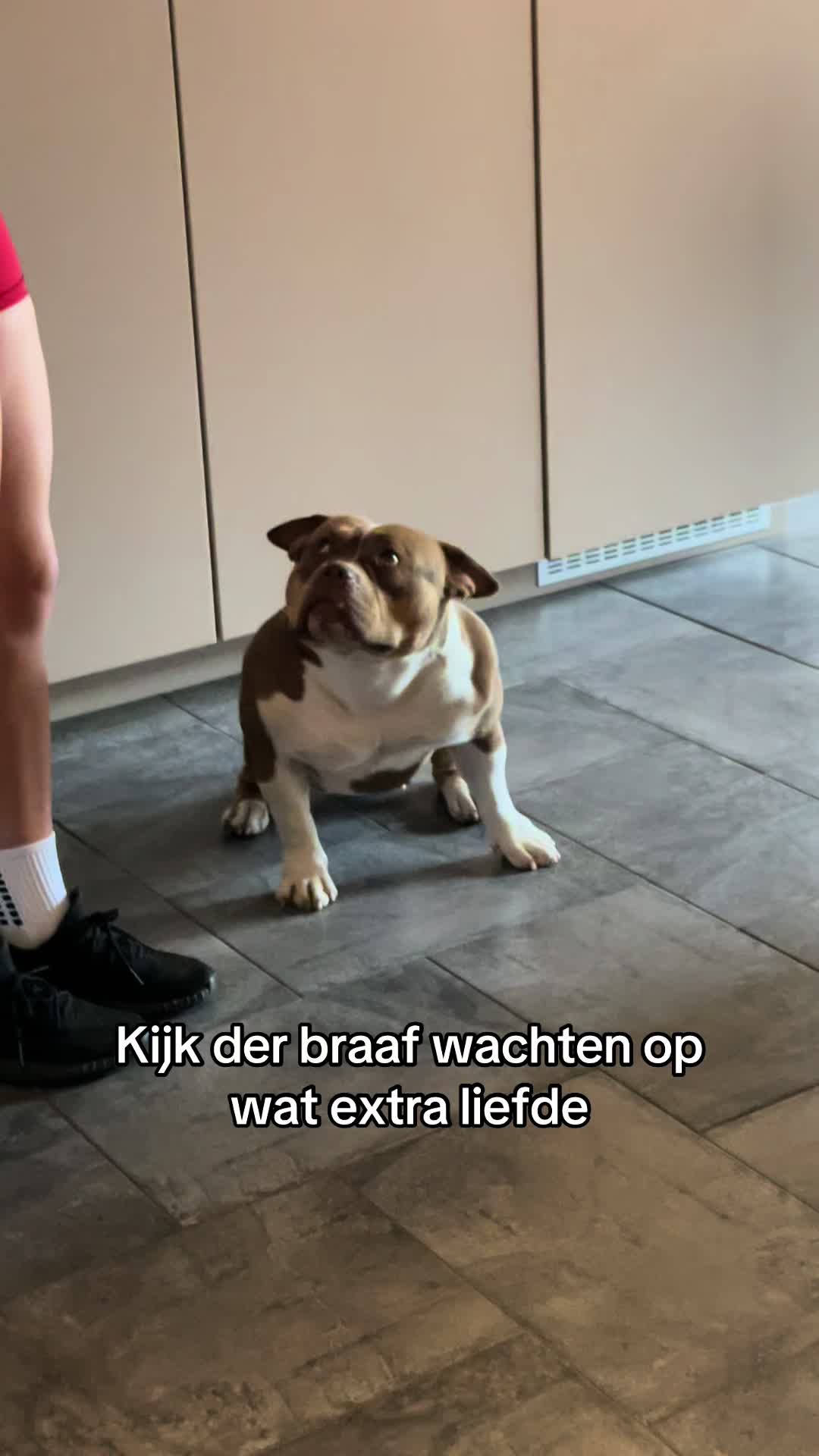 @bigdutchbullykennel