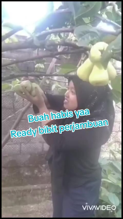 @Bibit khusus samarinda