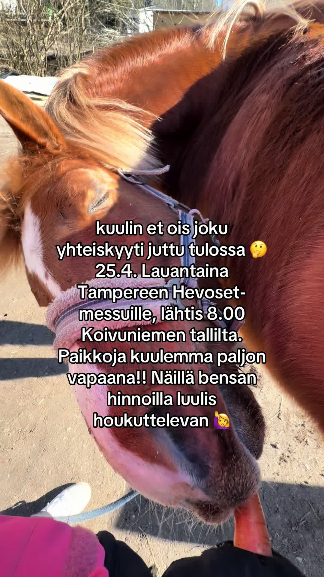 @Koivuniemen talli 🦄