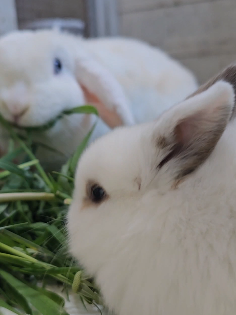 @Waterhouses Wildlife Rescue
