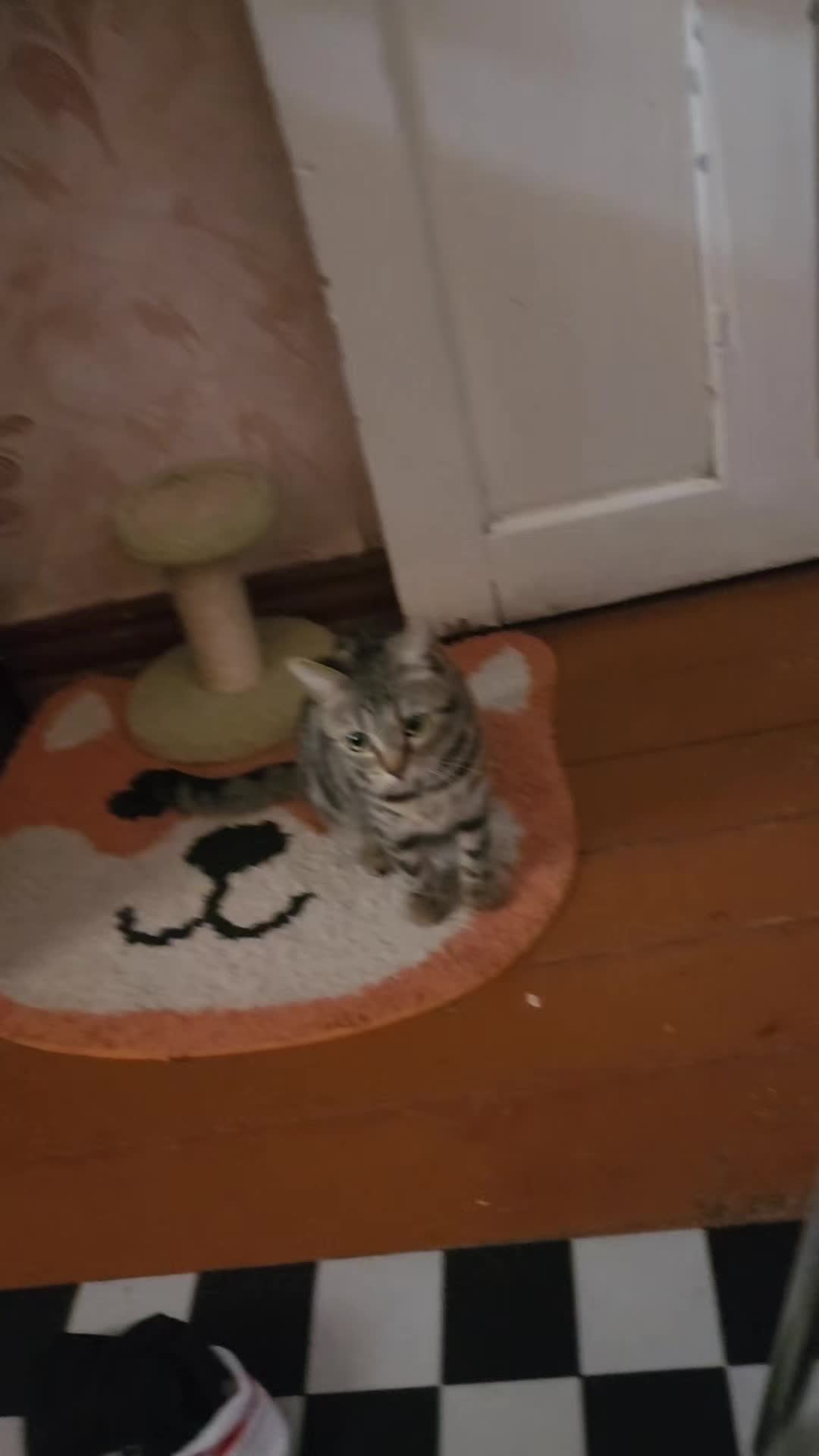 @Cat's Save
