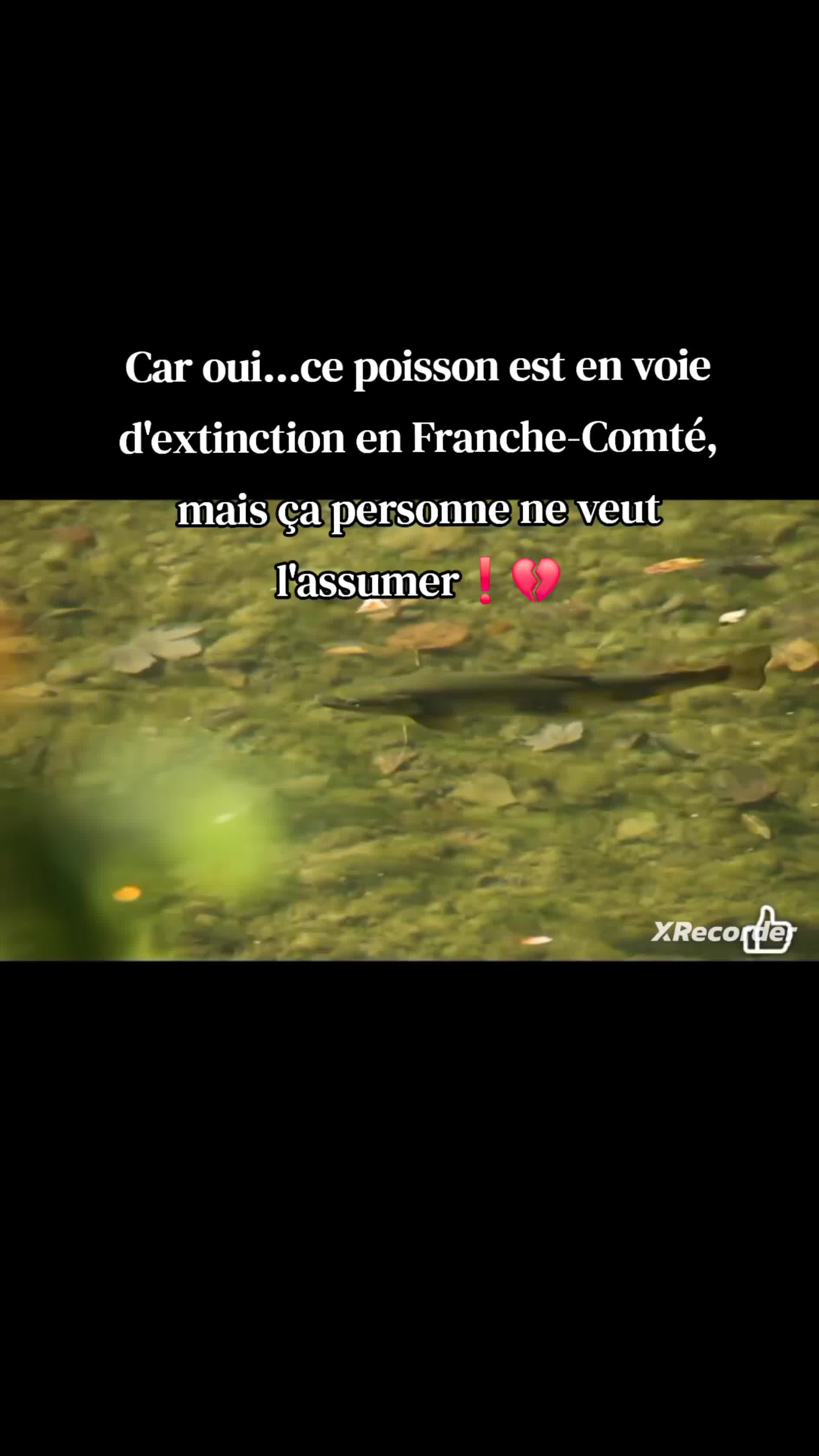@rivi&egrave;res comtoises &agrave; l'agonie