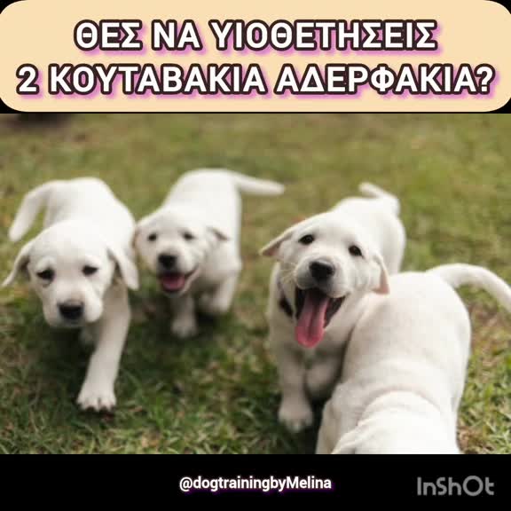 @dogtrainingbymelina