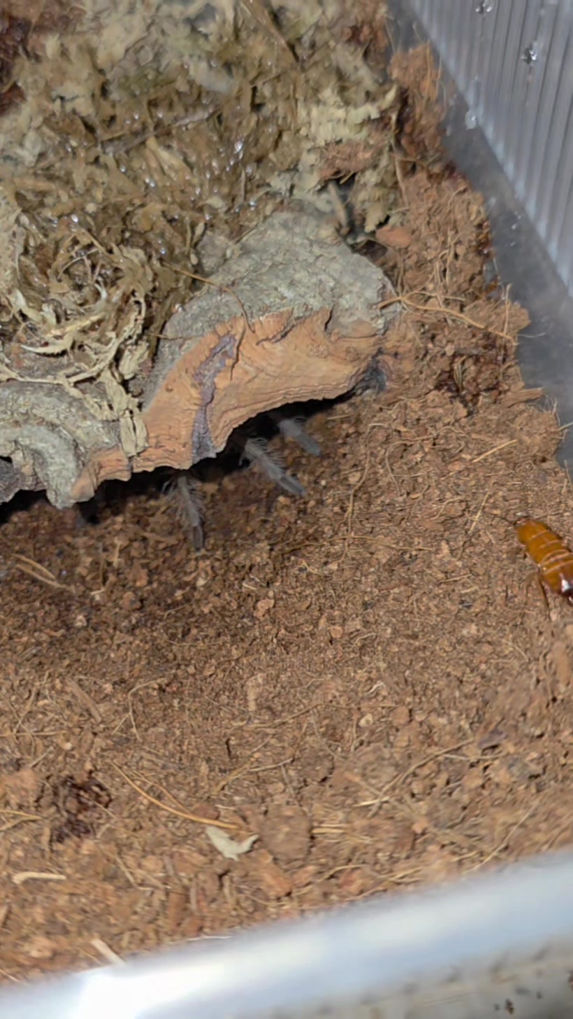 @selinas_spiders