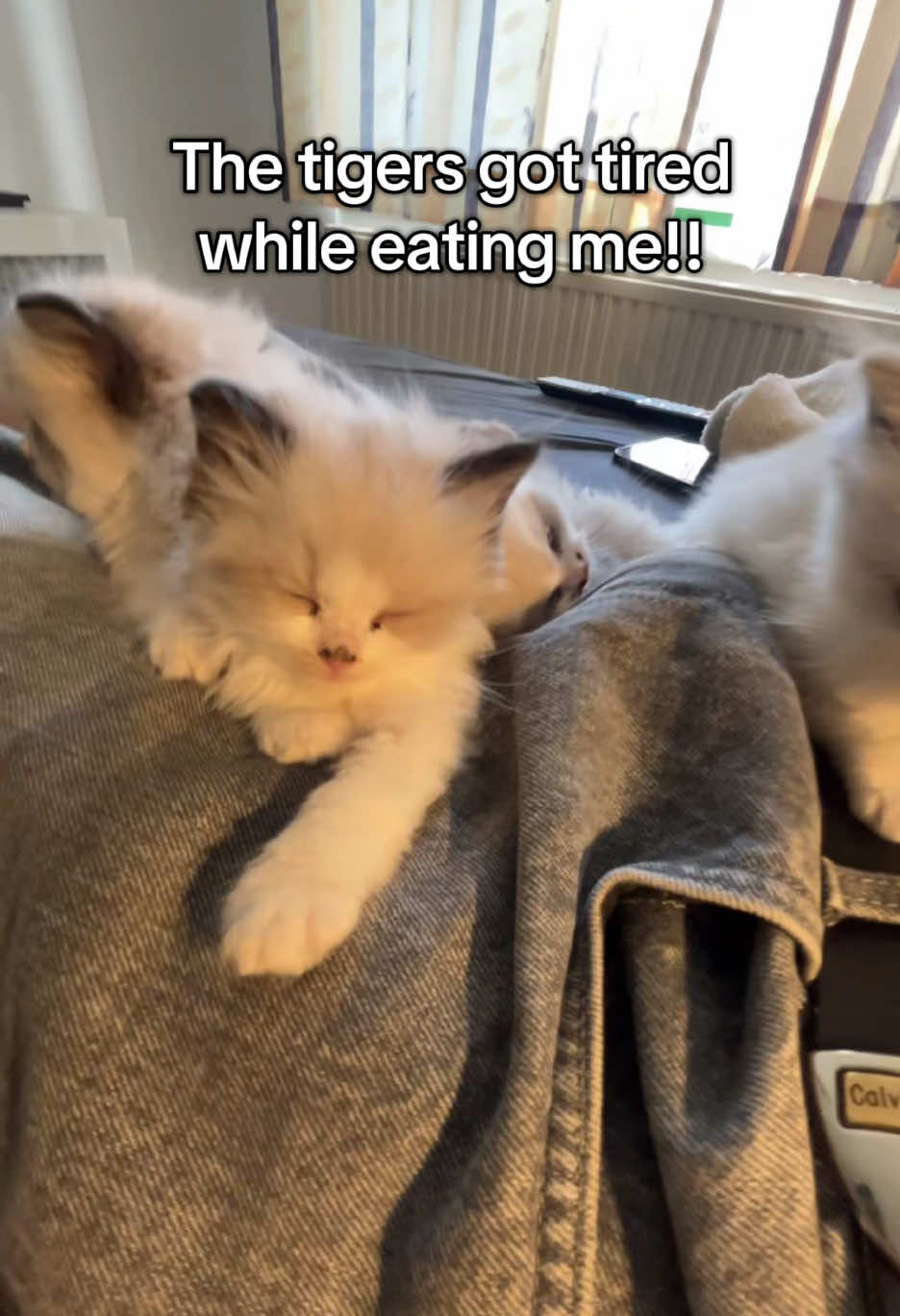 @Cute Ragdolls