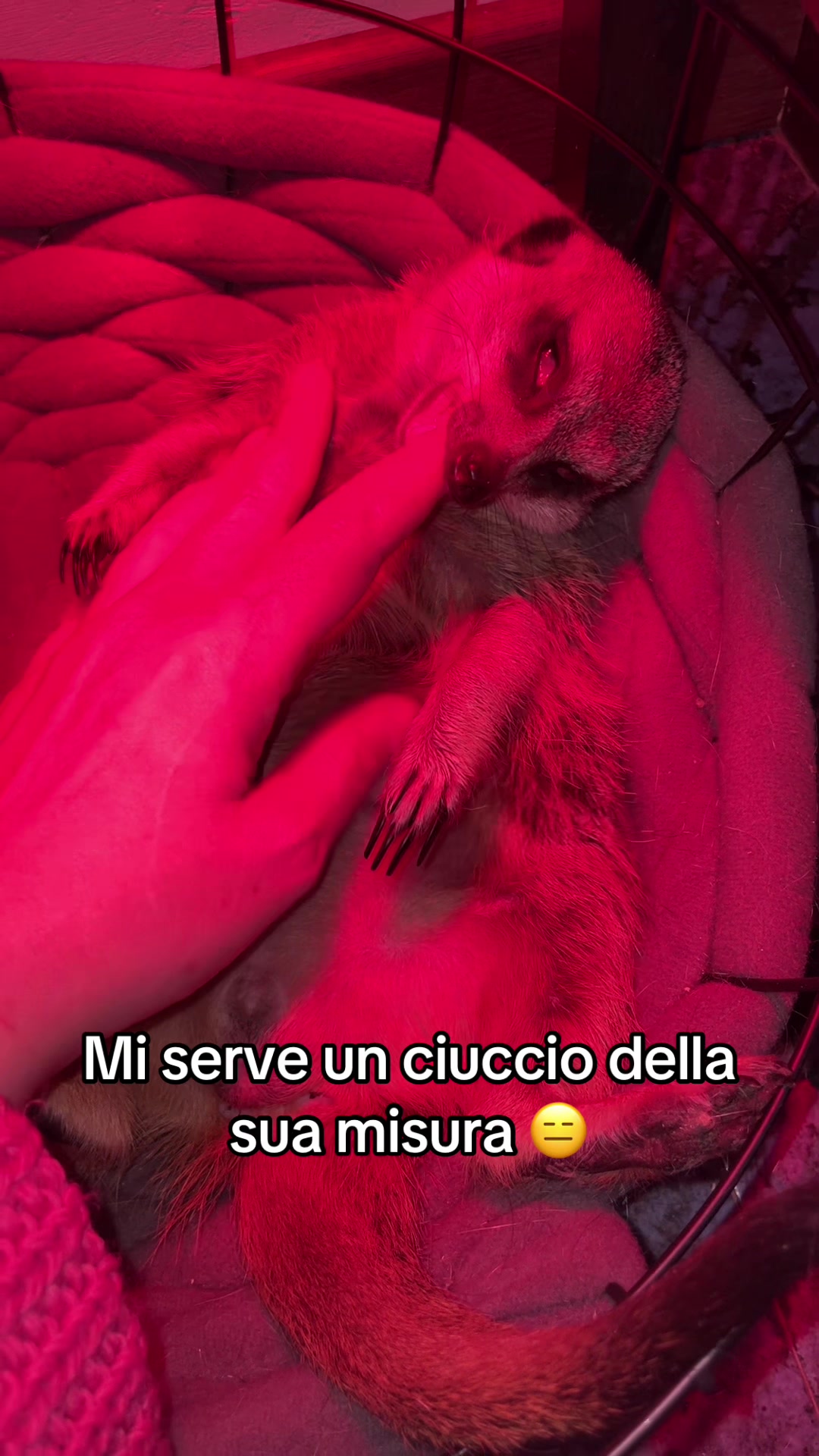 @104 animal zoo