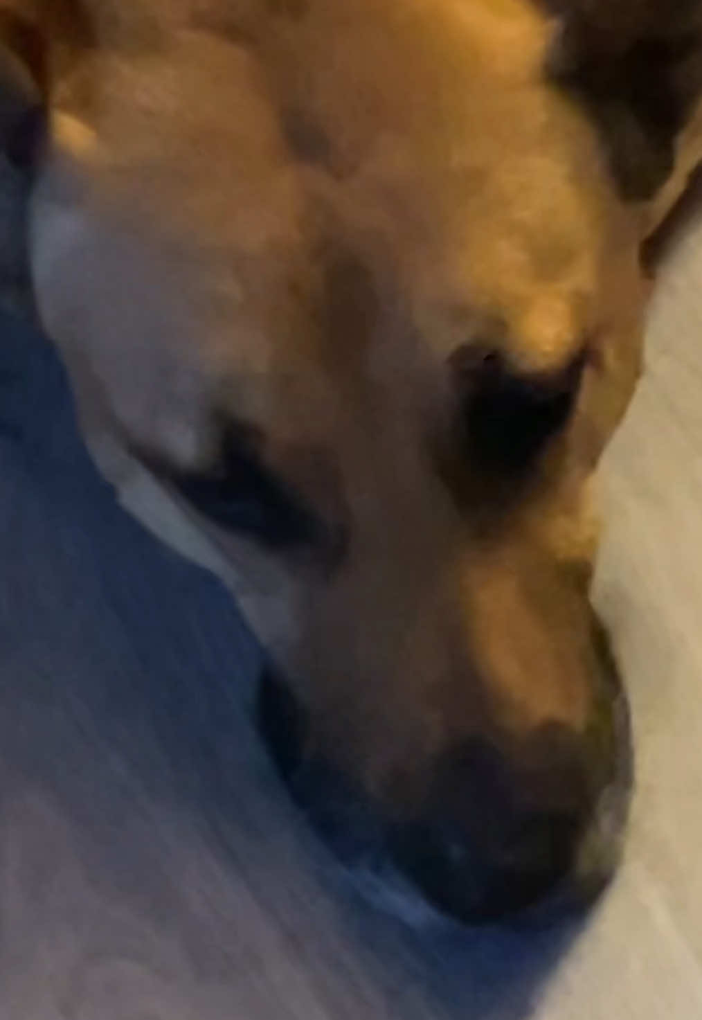 @Roxie the Dog🩷🐶🐾