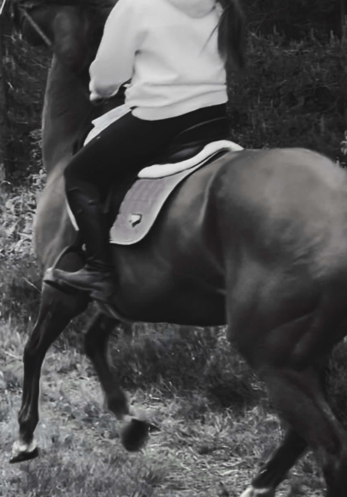@ell 🌾🐴