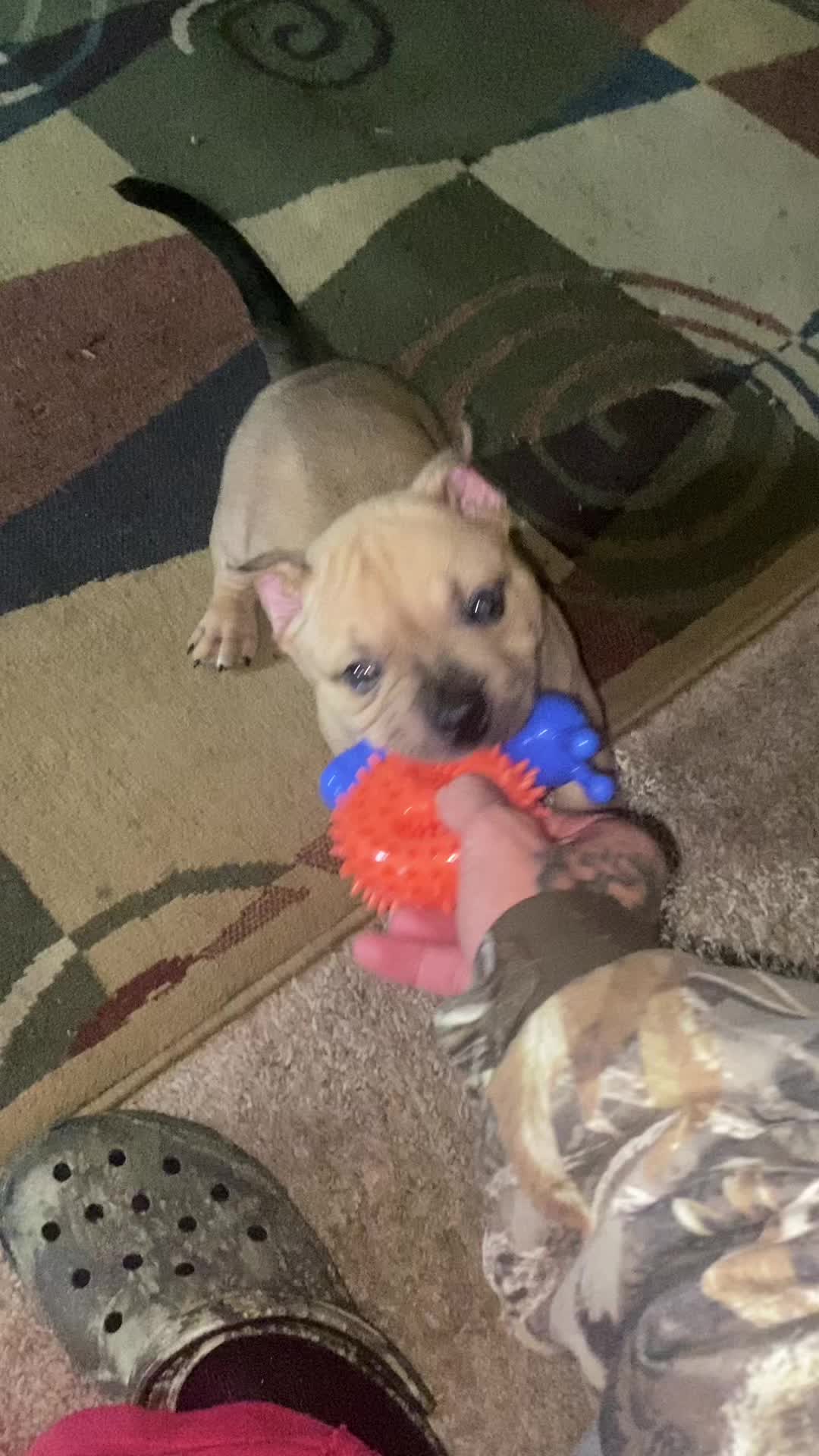 @DSGKENNELS