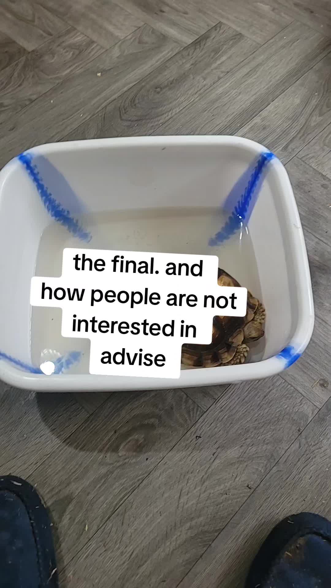 @essex tortoise group