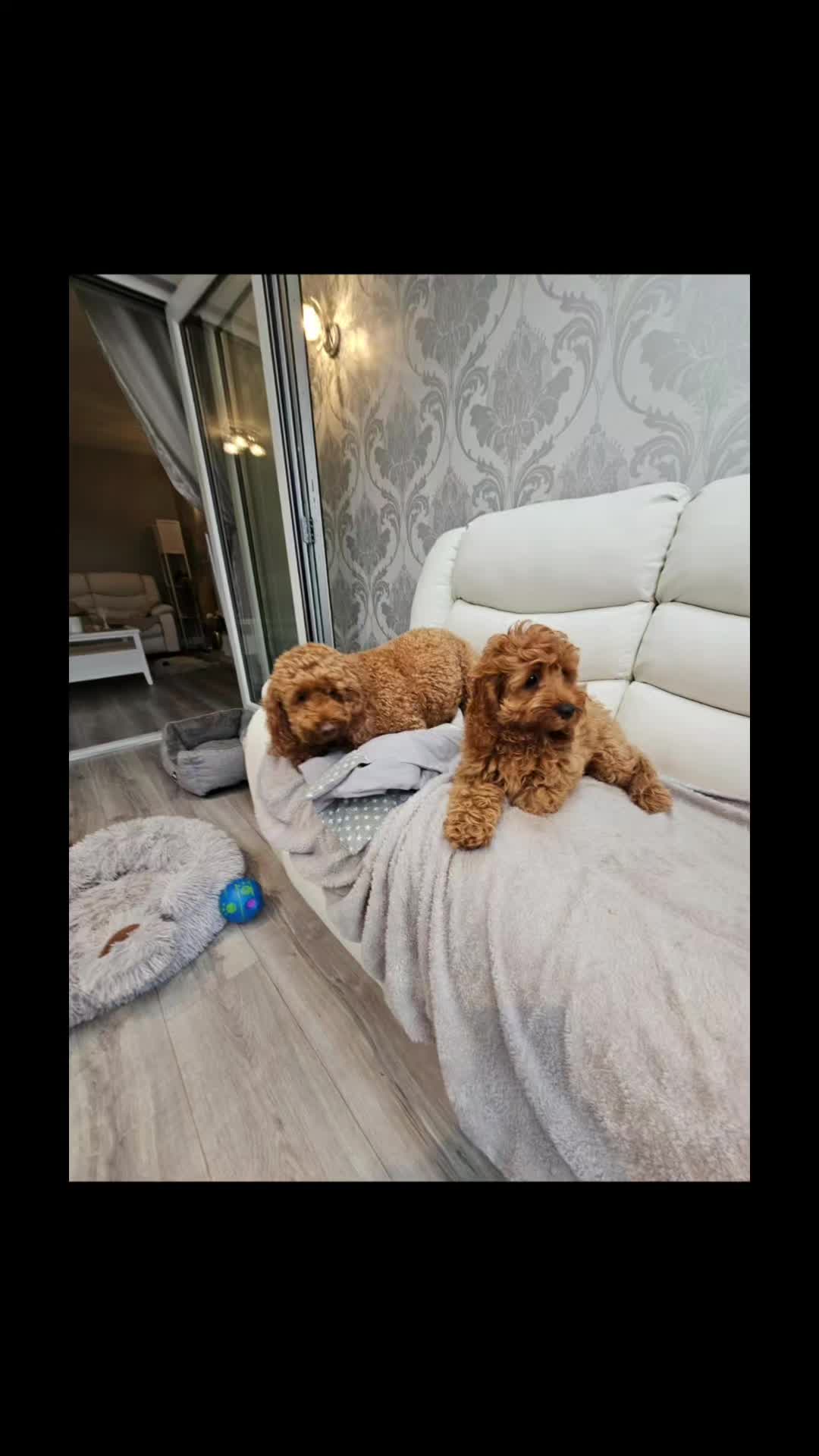 @❤️❤️ Billy & Milo ❤️❤️🐾🐾