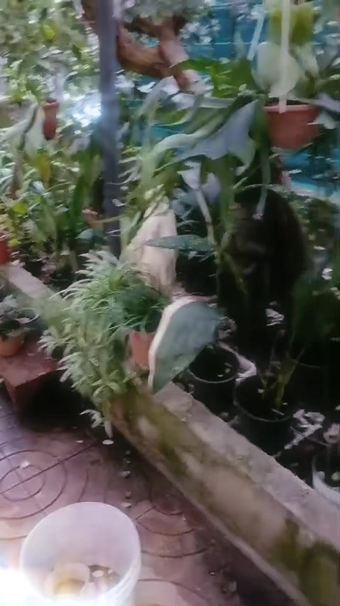 @antonio.agresti24