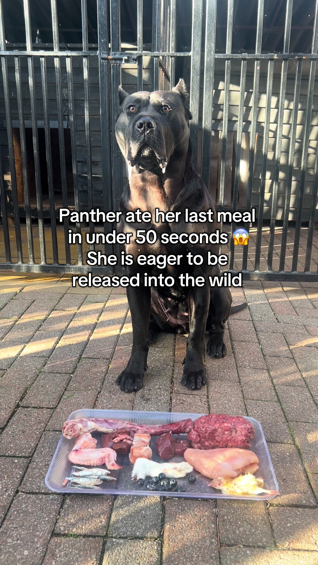 @loyal_pantherr