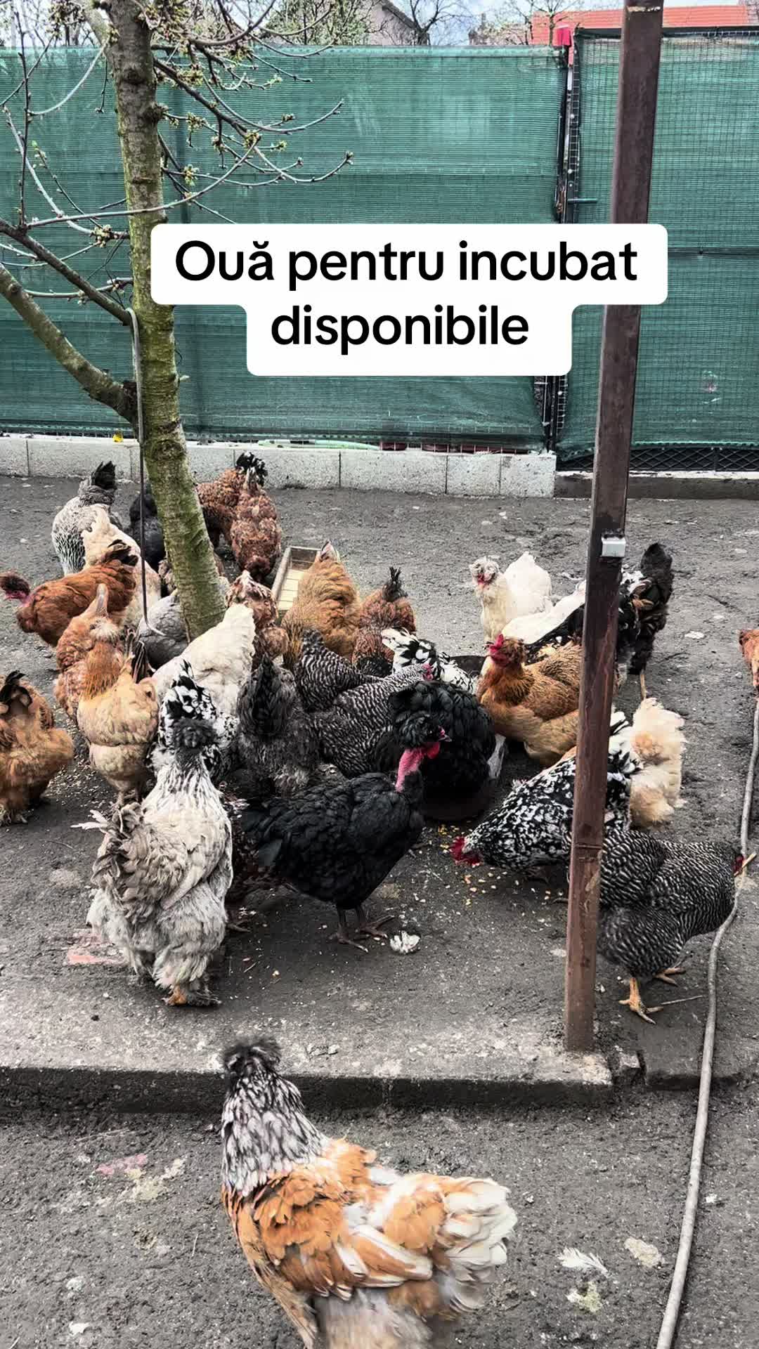 @Găini Moțate Românești