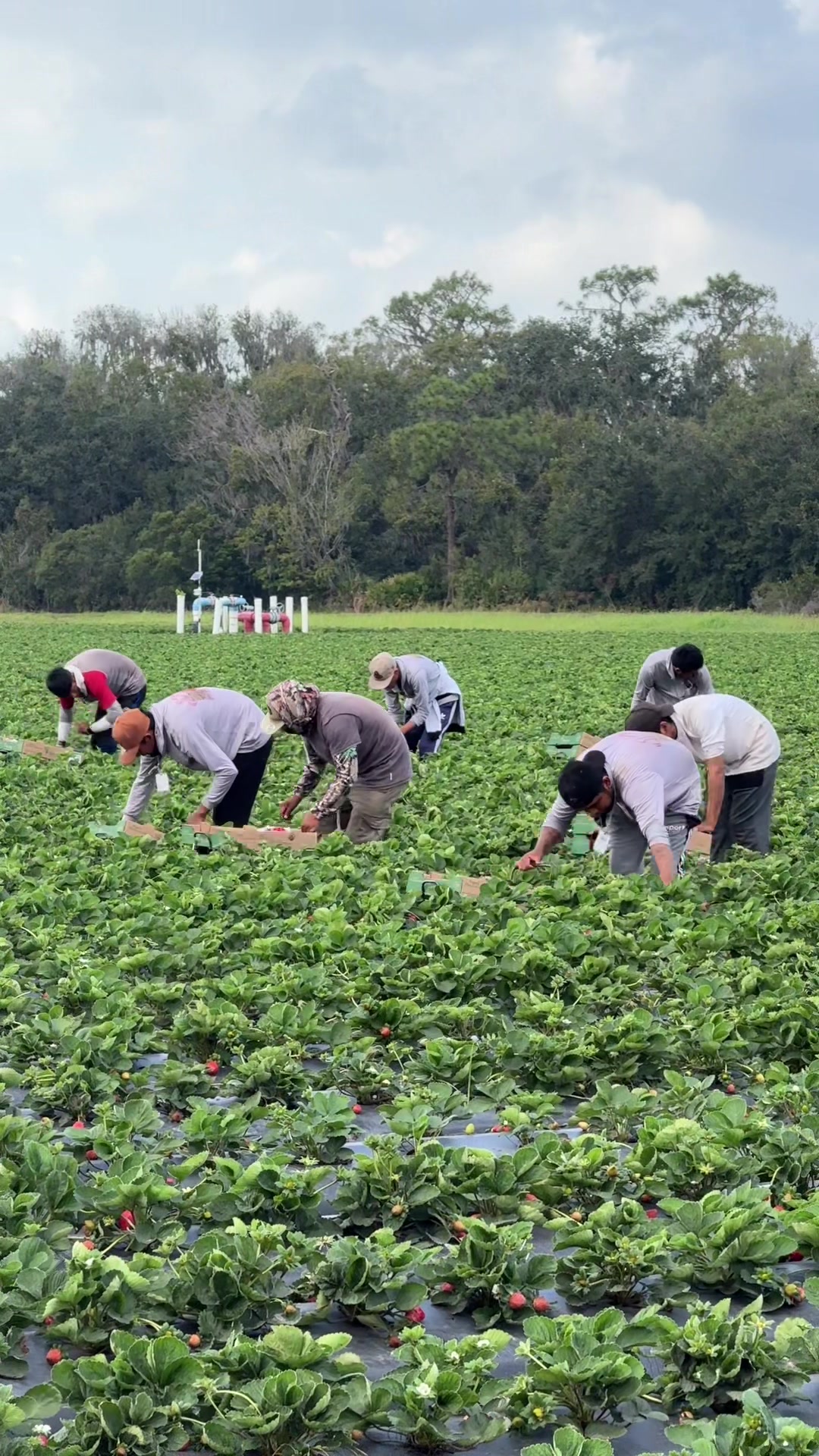 @AVL HARVESTING 👨&zwj;🌾