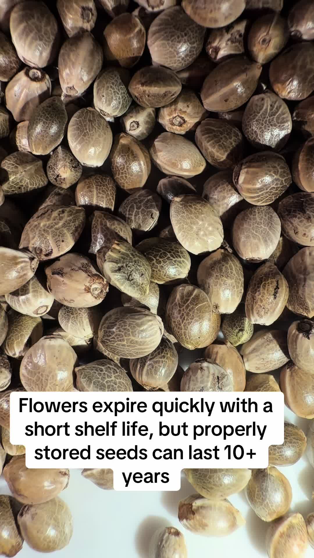 @SEEDTIVA