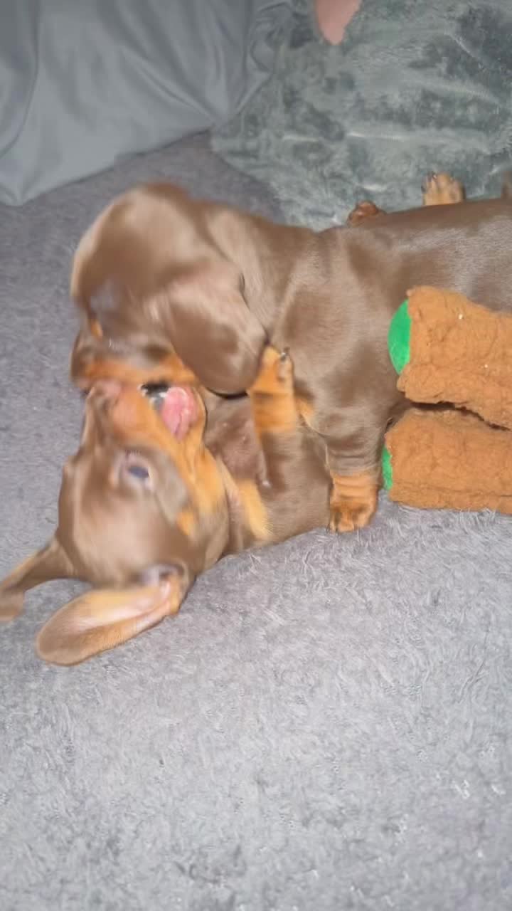 @ciciolive_mini_weiners