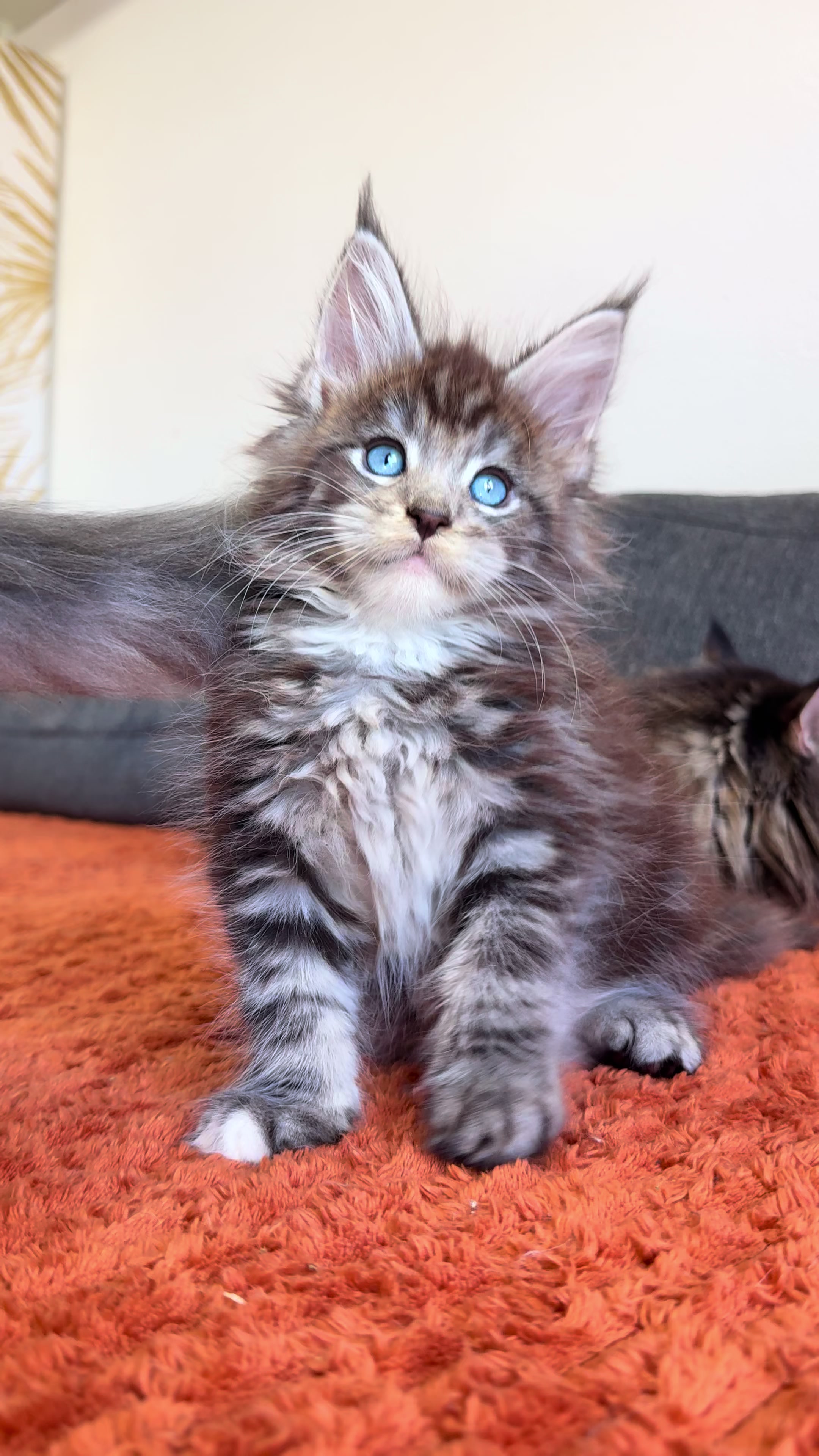 @WilderRegenbogenMaineCoon