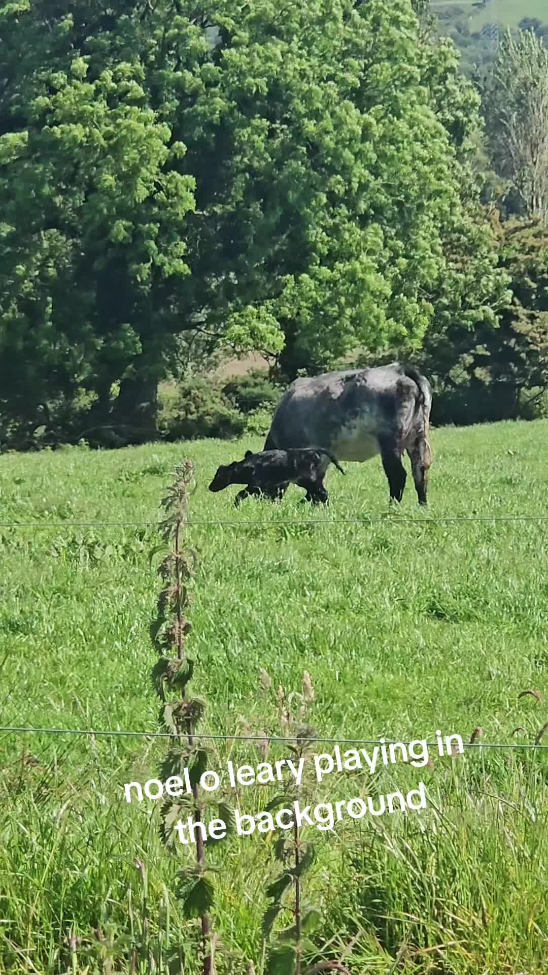 @finnowfarm