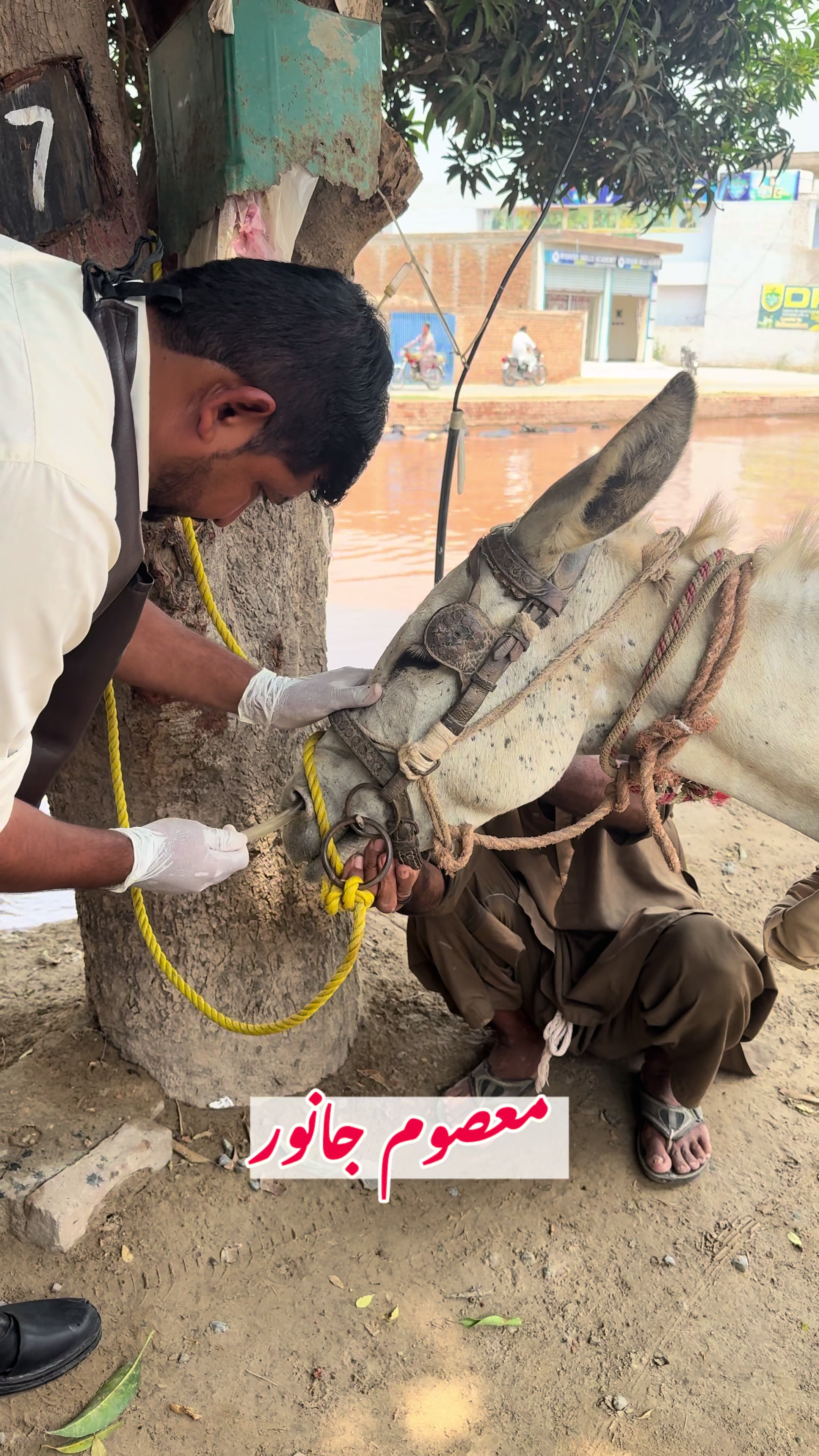@vet.dr.mohsin4800