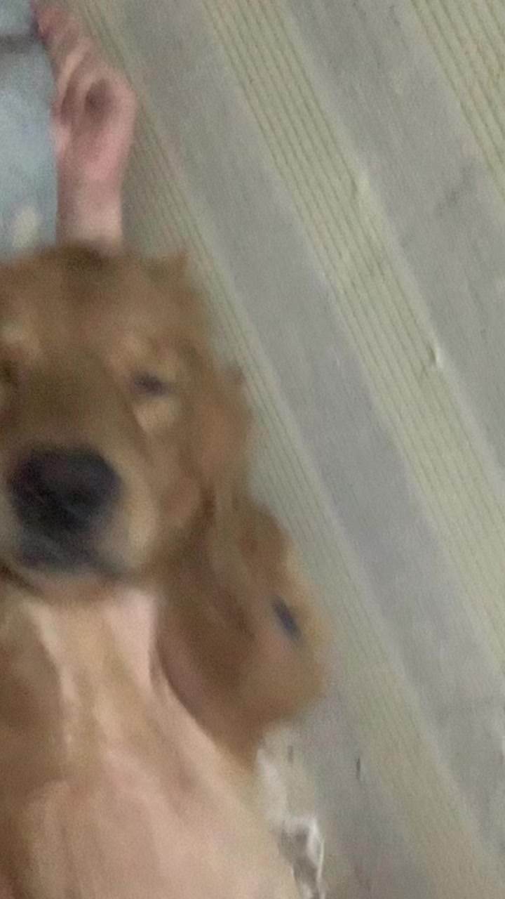 @Elmo 🐶
