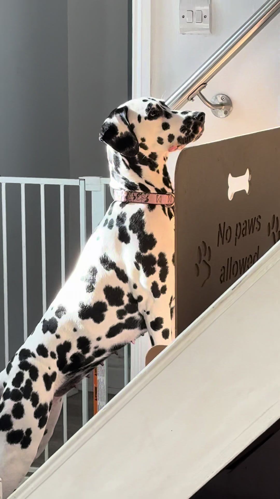 @Tommy & Babbles the Dalmatian