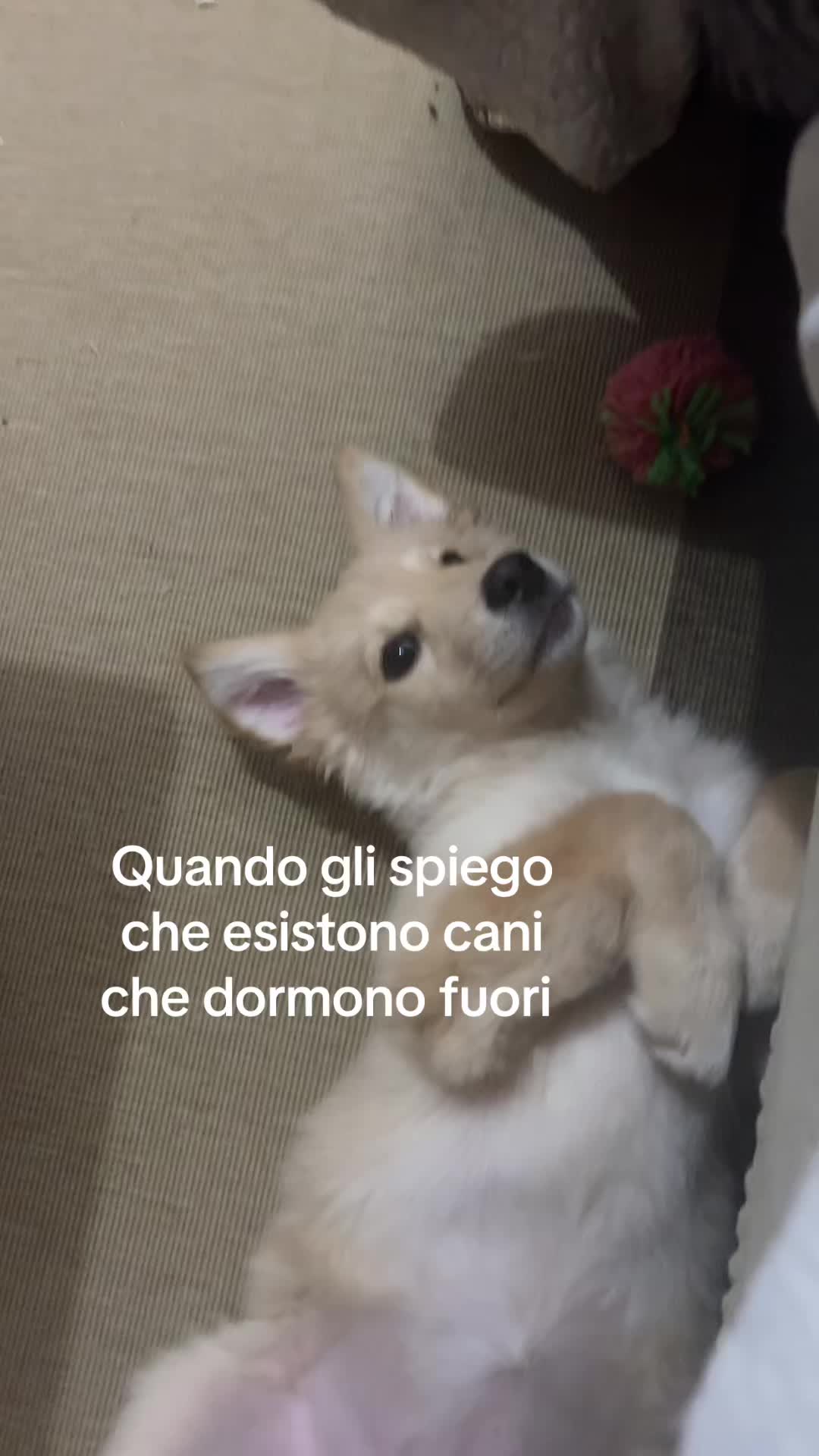 @Angyivk