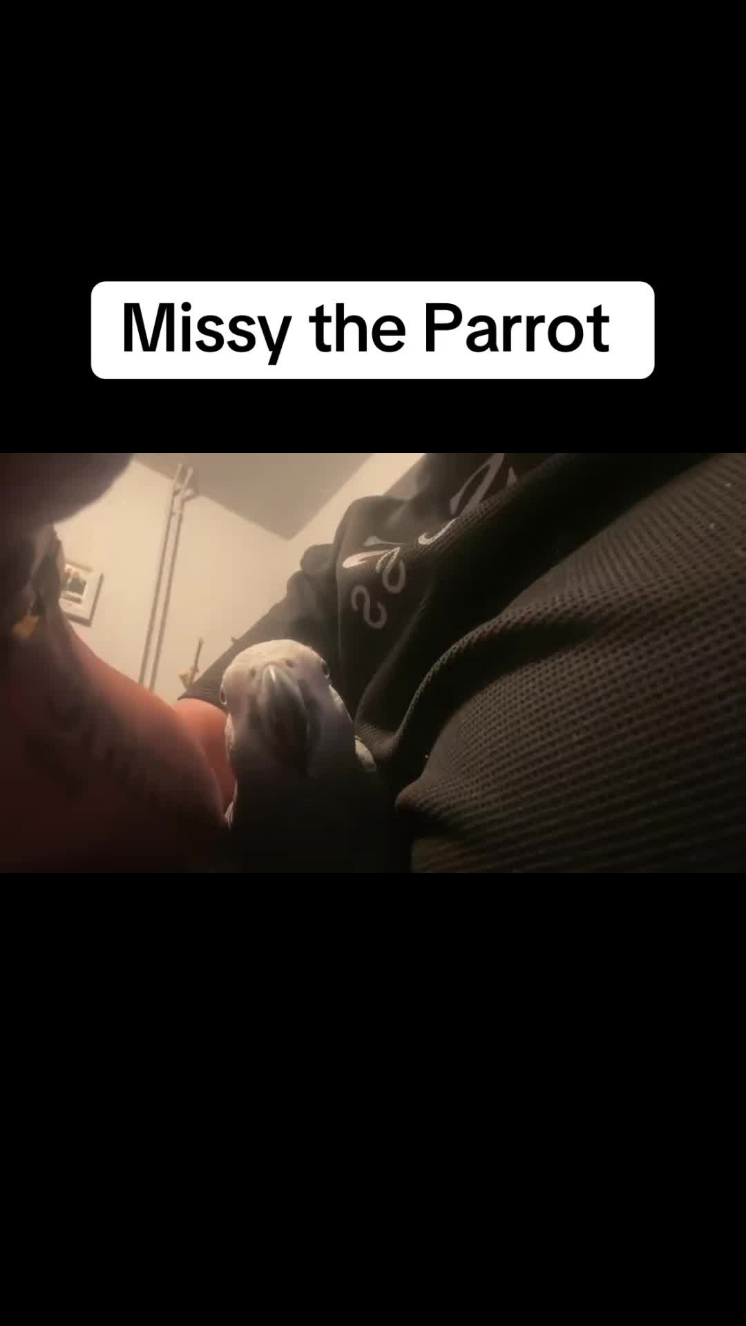 @Norman and Missy the Parrot